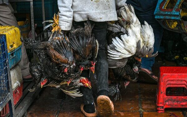 Cases of human-bird flu investigated in Cambodia