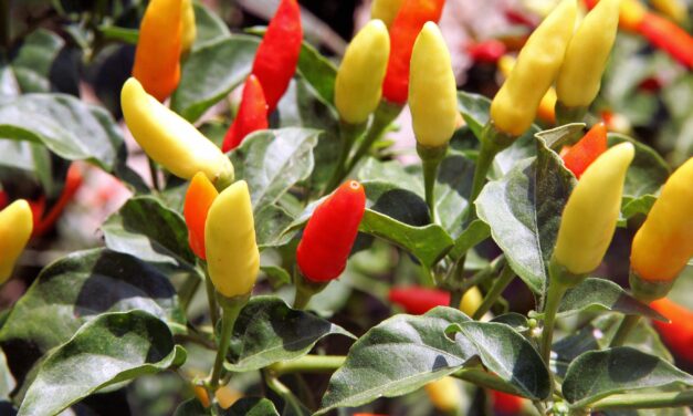 What is the hottest pepper in the world?  The five hottest peppers