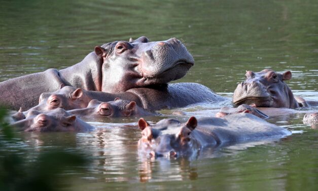 Colombia plans to relocate around 70 hippos to Mexico and India.