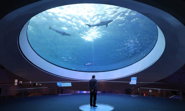 Are sharks fish or mammals?  Where they belong in the animal kingdom