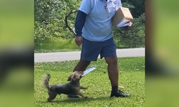 Watch the adorable dog Fuzzybear pick up the mail for his humans