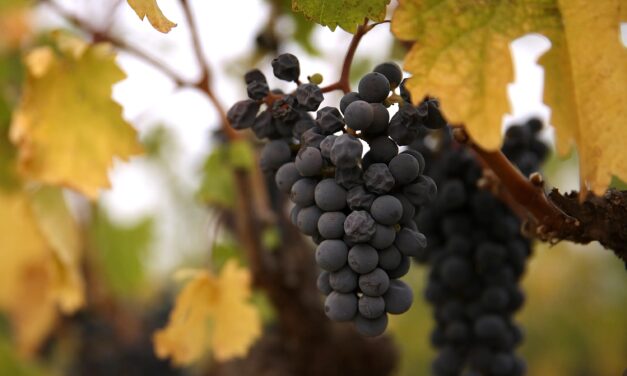 Are Grapes Good for Weight Loss?  How many to eat, benefits explained