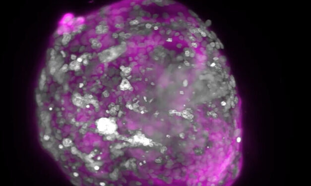 Laboratory-made human embryo models