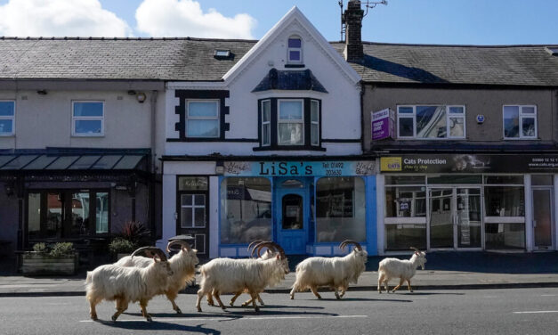 Wild mammals roamed as Covid kept people at home