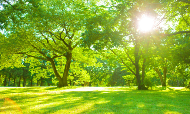 How to live more sustainably and become more environmentally friendly