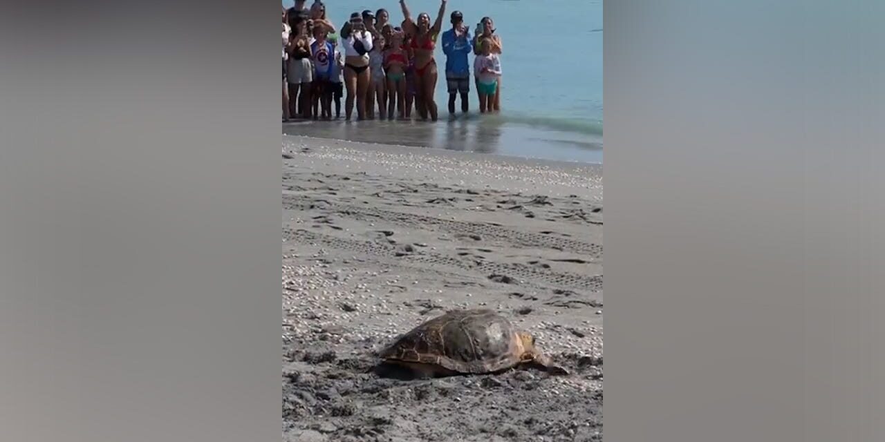 Watch the triumphant return home of this loggerhead sea turtle