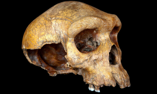 Humanity’s Ancestors Nearly Died Out, Genetic Study Suggests