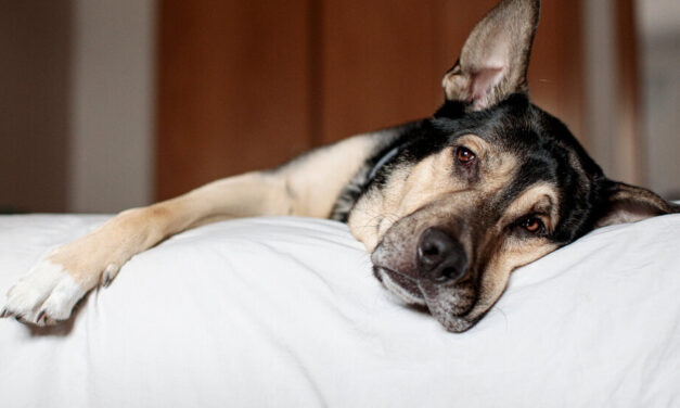 How to Protect Your Dog From the ‘Mystery’ Respiratory Disease