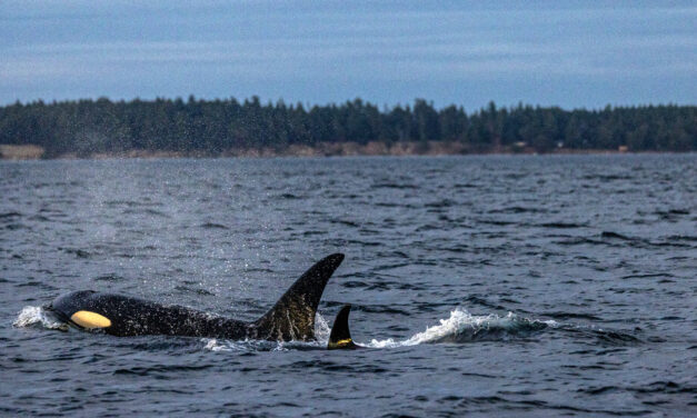 Orcas Are Considered One Species. Should They Be?