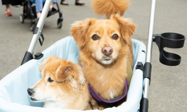 Are We Loving Our Pets to Death?