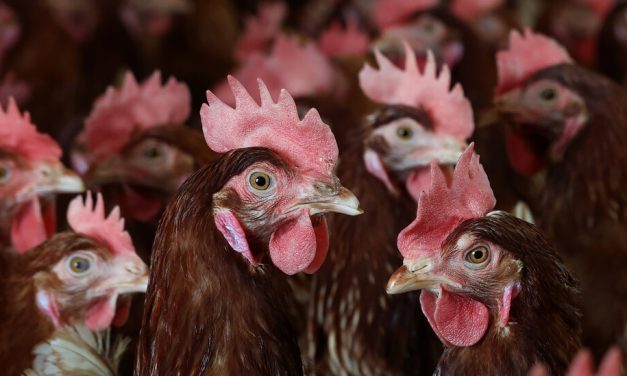 RFK Jr.’s recipe for bird flu on farms: let it spread out