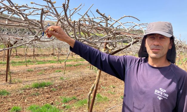 While North is recovering from the fights, farmers bring war fields back to life