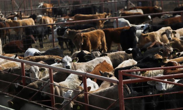 FDA approves Merck drug for decimated cattle herds to combat snailworms