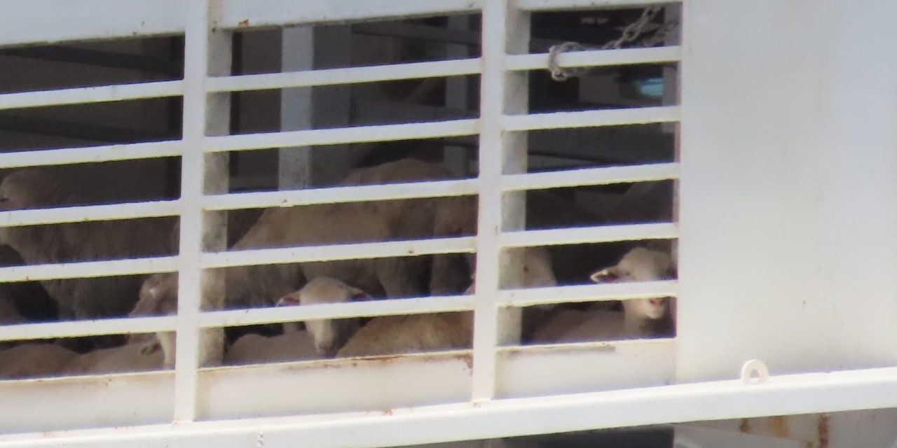 Israeli NGO is among 36 organizations calling for global reform of live animal transport