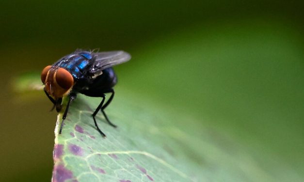 As screwworm cases rise, U.S. officials are ramping up the response