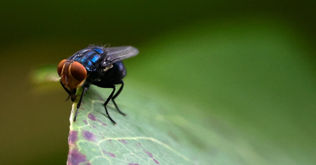 As screwworm cases rise, U.S. officials are ramping up the response