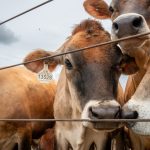 USA confirms second case of screwworm in Texas