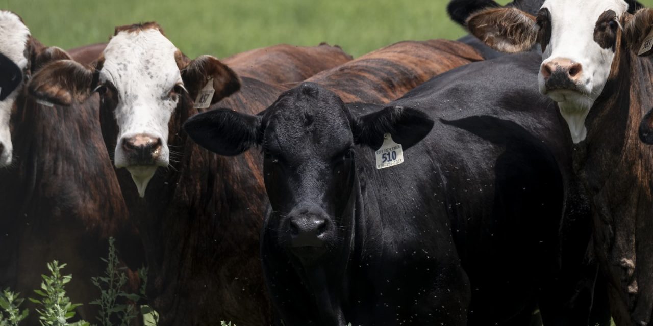 Snail worms in cattle could push record beef prices back up this summer