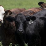 Snail worms in cattle could push record beef prices back up this summer