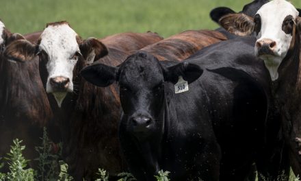 Snail worms in cattle could push record beef prices back up this summer