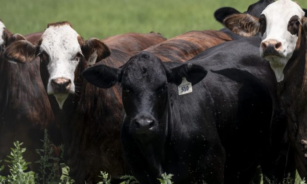Snail worms in cattle could push record beef prices back up this summer