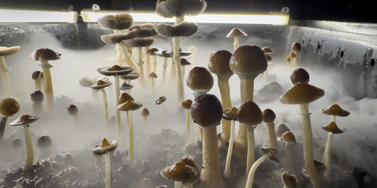 Market for psychedelic drugs to treat mental health gets a buy signal