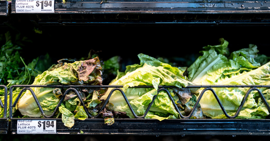 “Lettuce or salad greens” identified as a potential source of the Cyclospora outbreak